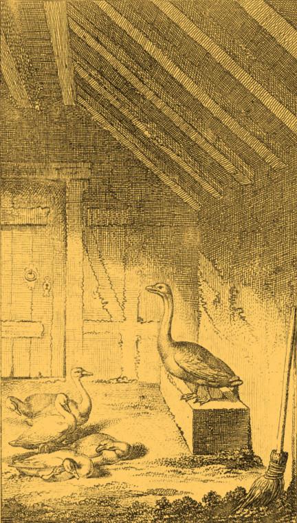 Chodowiecki_Geese_in_barn