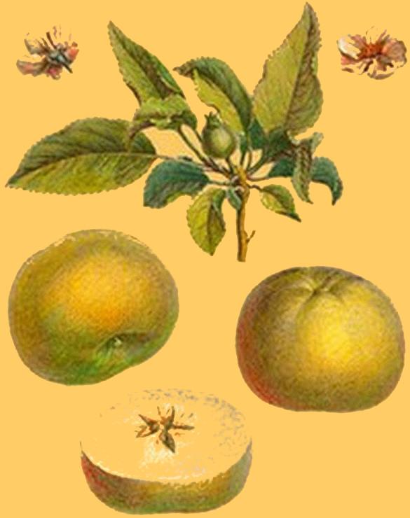 Reinette_apples
