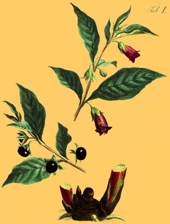 Belladonna