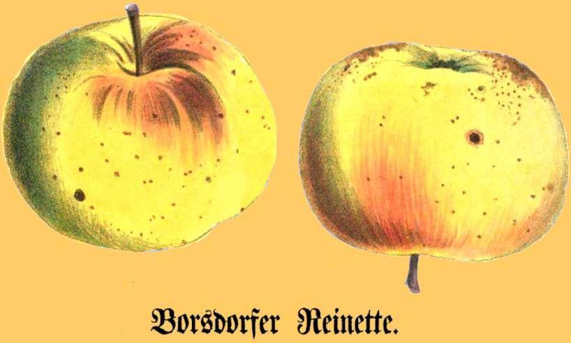 Borsdorf_apples
