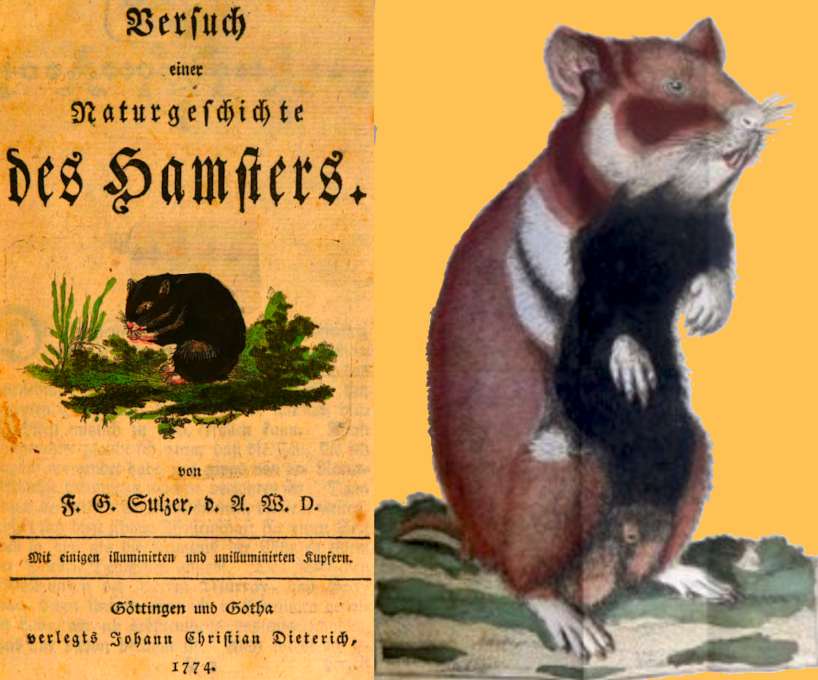 Hamster_title_illustration