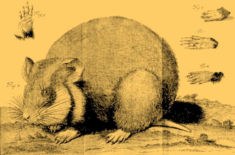 Hamster_illustration