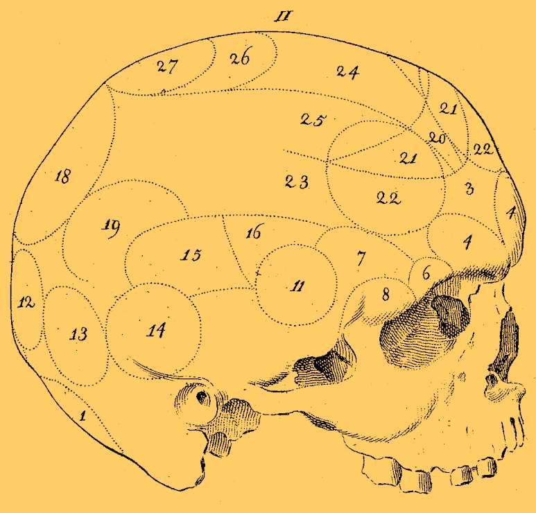 Labeled_skull_side
